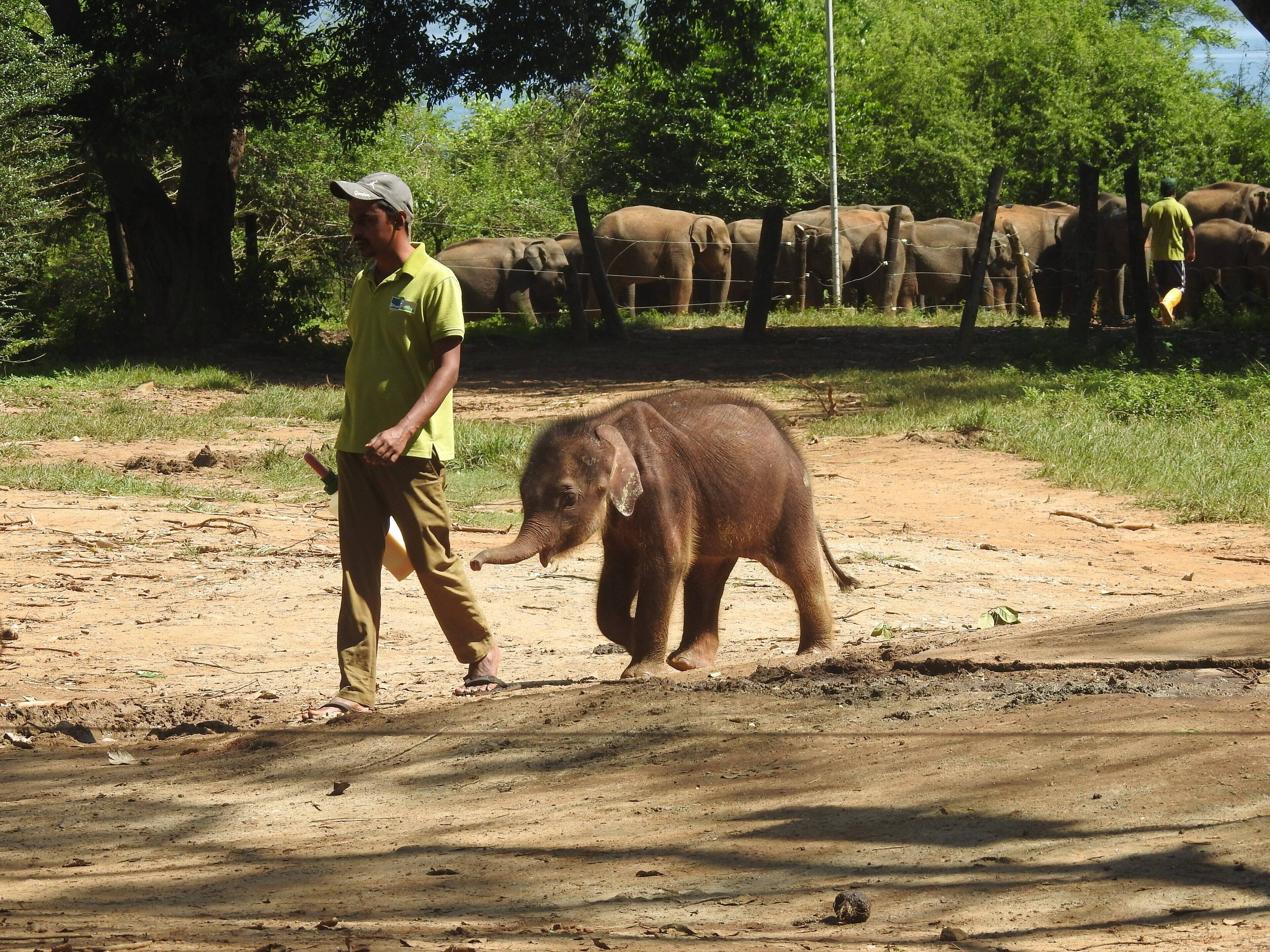 Un hombre pasea un elefante por un sendero de tierra, con árboles al fondo.