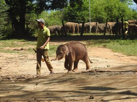 Un hombre pasea un elefante por un sendero de tierra, con árboles al fondo.