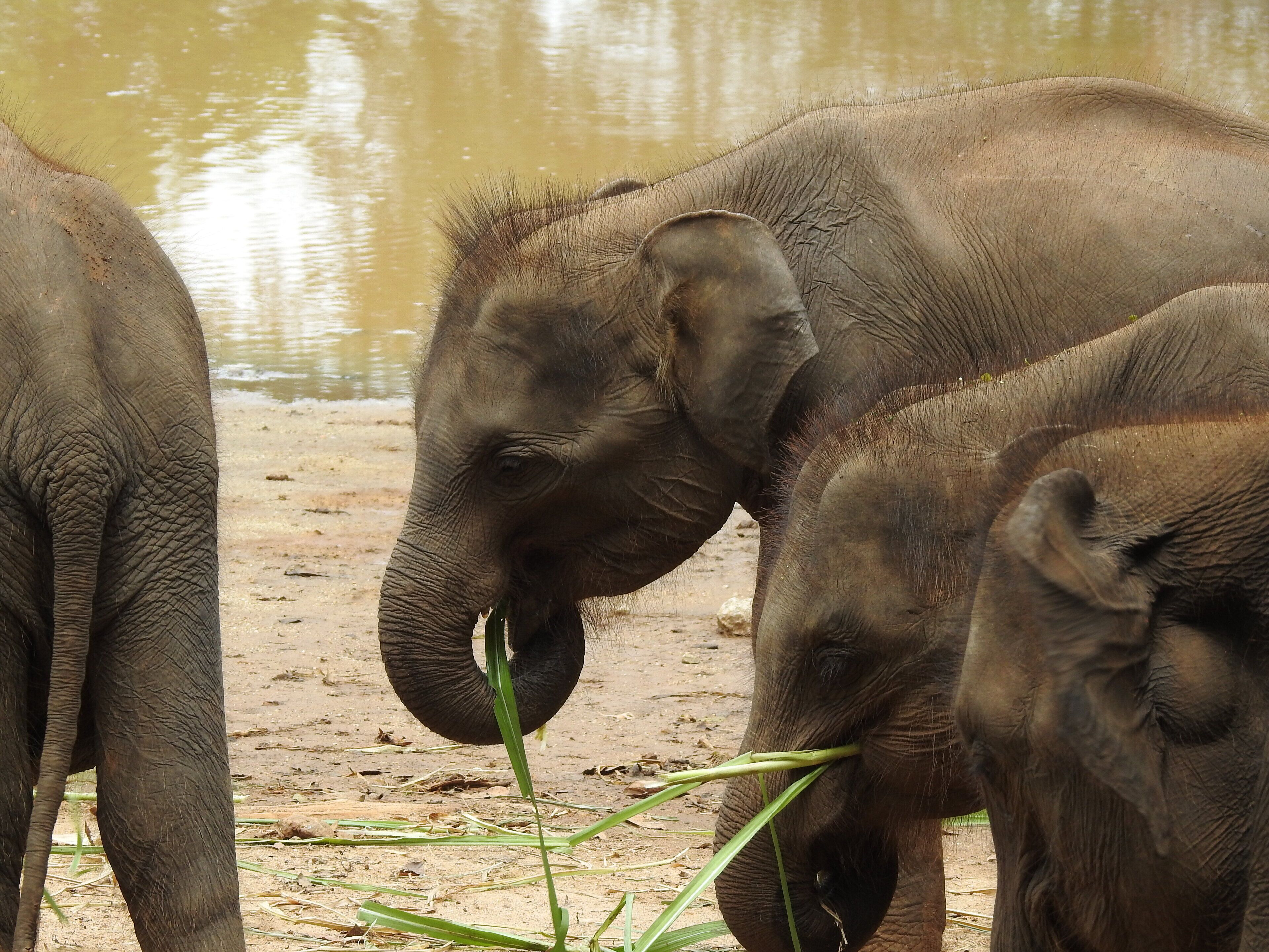 A group of elephants near a water body.