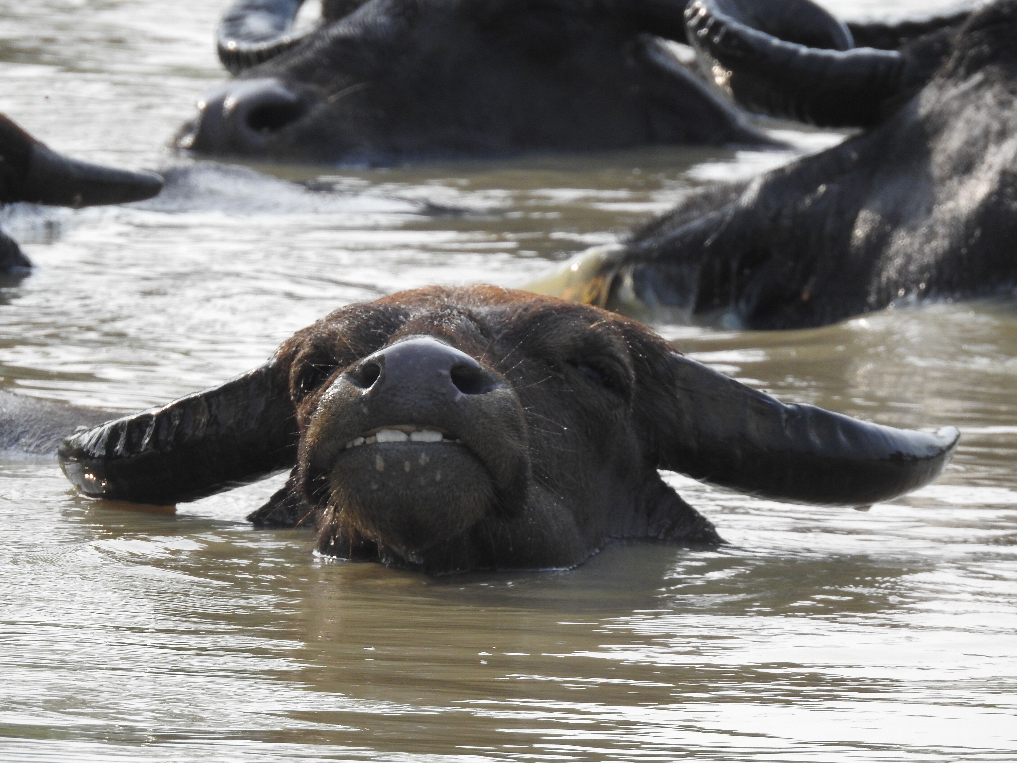En buffel i vattnet.