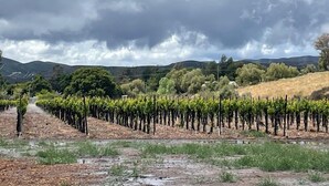 Viñedo con hileras de parras bajo un cielo nublado.