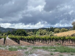 Vigneto