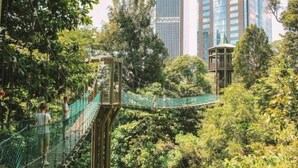 A suspension bridge in a lush green park with dense foliage and tall buildings in the background.