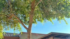Zona d'estar a l'exterior amb dues cadires de vimbles i una taula petita, envoltada per un arbre i un edifici de façana beix.