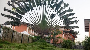 A large fan-shaped plant with multiple leaves, a grassy area, and a building with a red facade in the background. - Cocon Chic  Res de Charme (Cayenne)