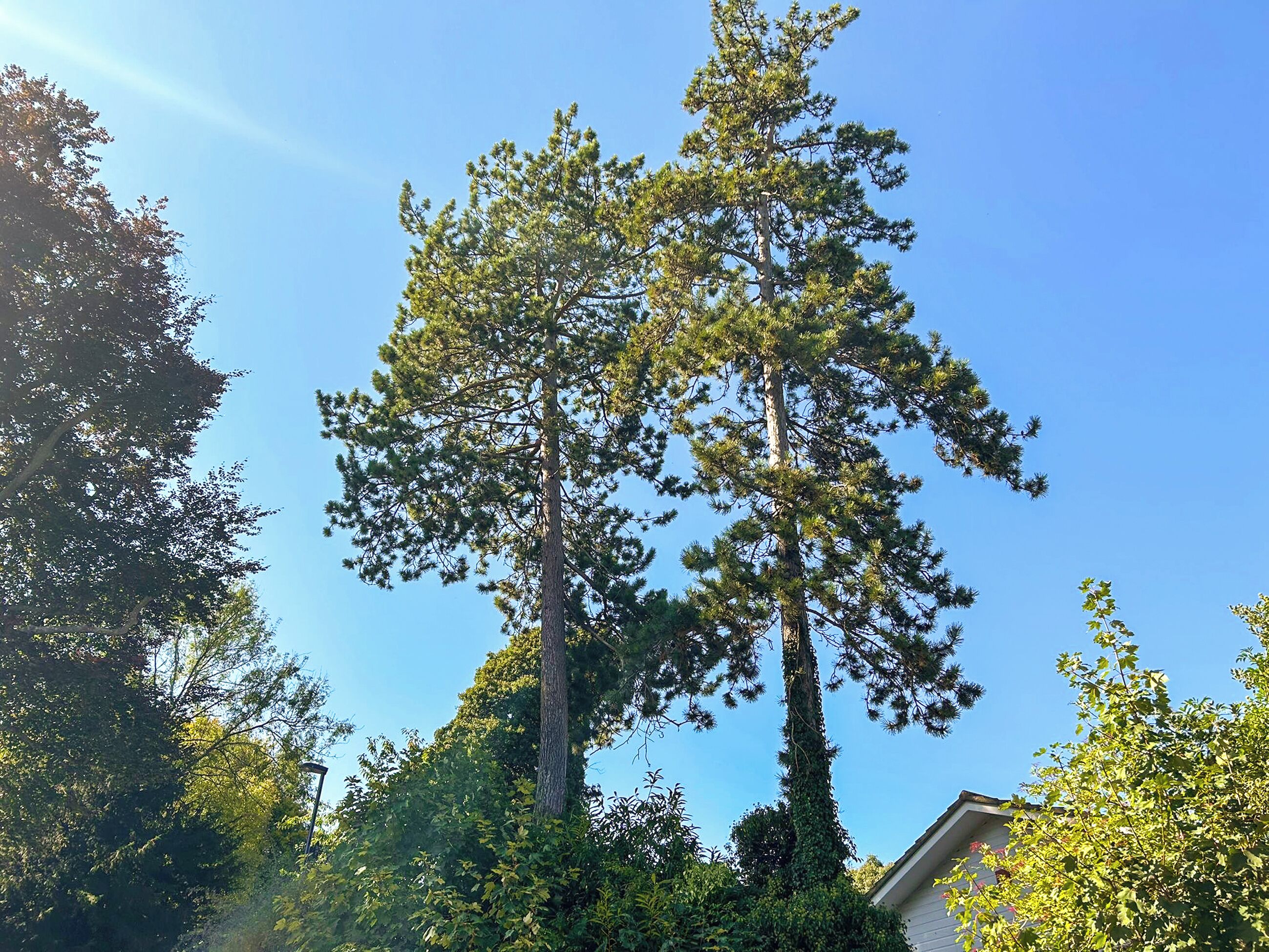 En hög tall i ett bostadsområde med klar himmel.