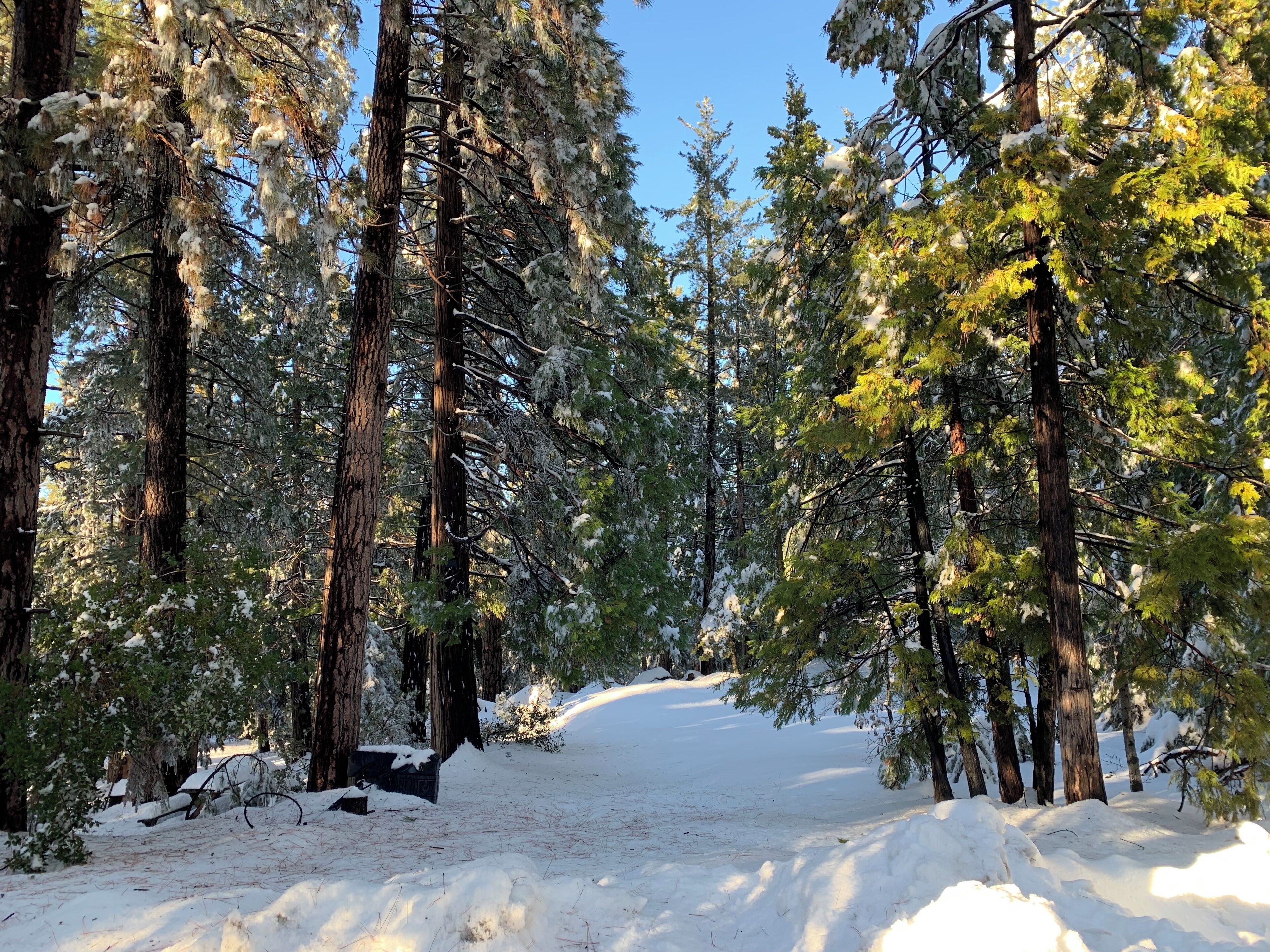 Sentiero innevato in una foresta, circondato da alti alberi sempreverdi.