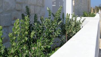 A stone building with a white wall and a small garden area with green shrubs.