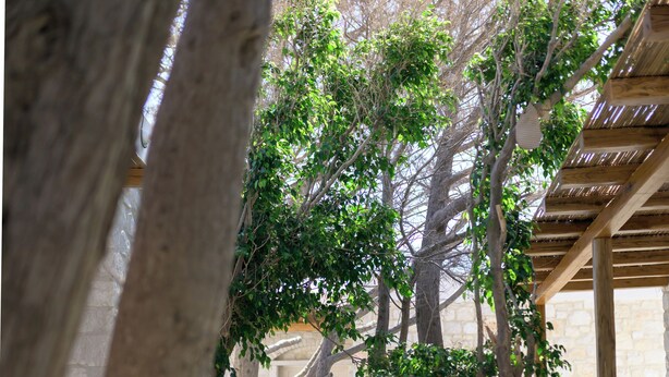 A narrow stone pathway flanked by trees and a wooden pergola. - Stone Whisper (Naxos)