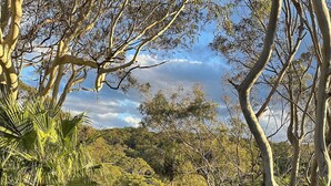 A modern house surrounded by lush greenery and trees. - Large architect designed home directly overlooking the Royal National Park (Bundeena)