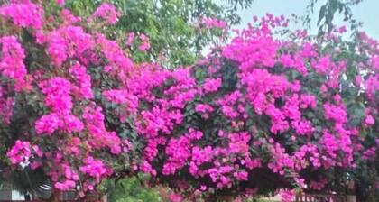 Murlee Pure Veg Resort