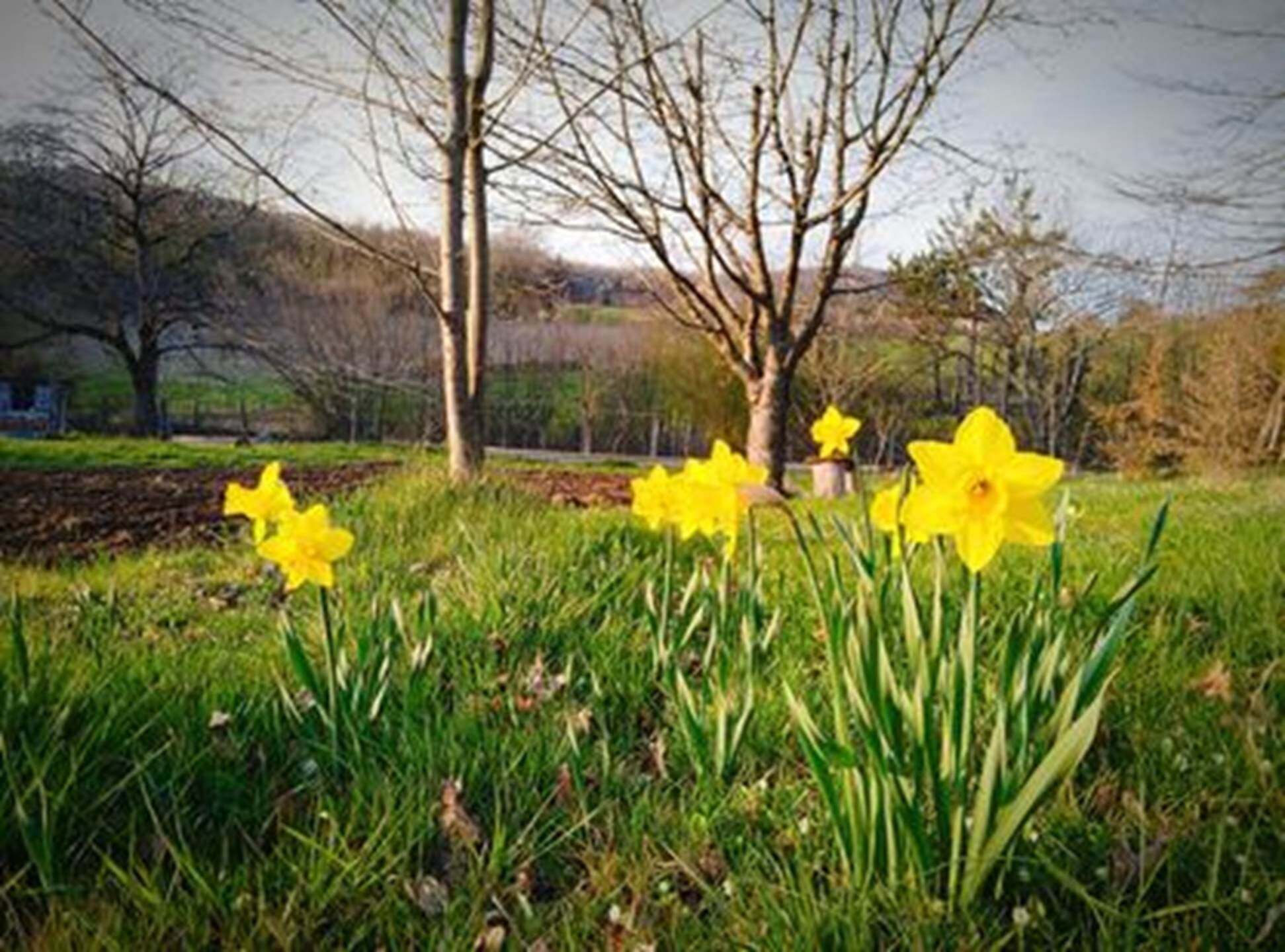 A grassy field with daffodils and leafless trees.