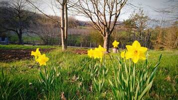 Een grasveld met narcissen en kale bomen.