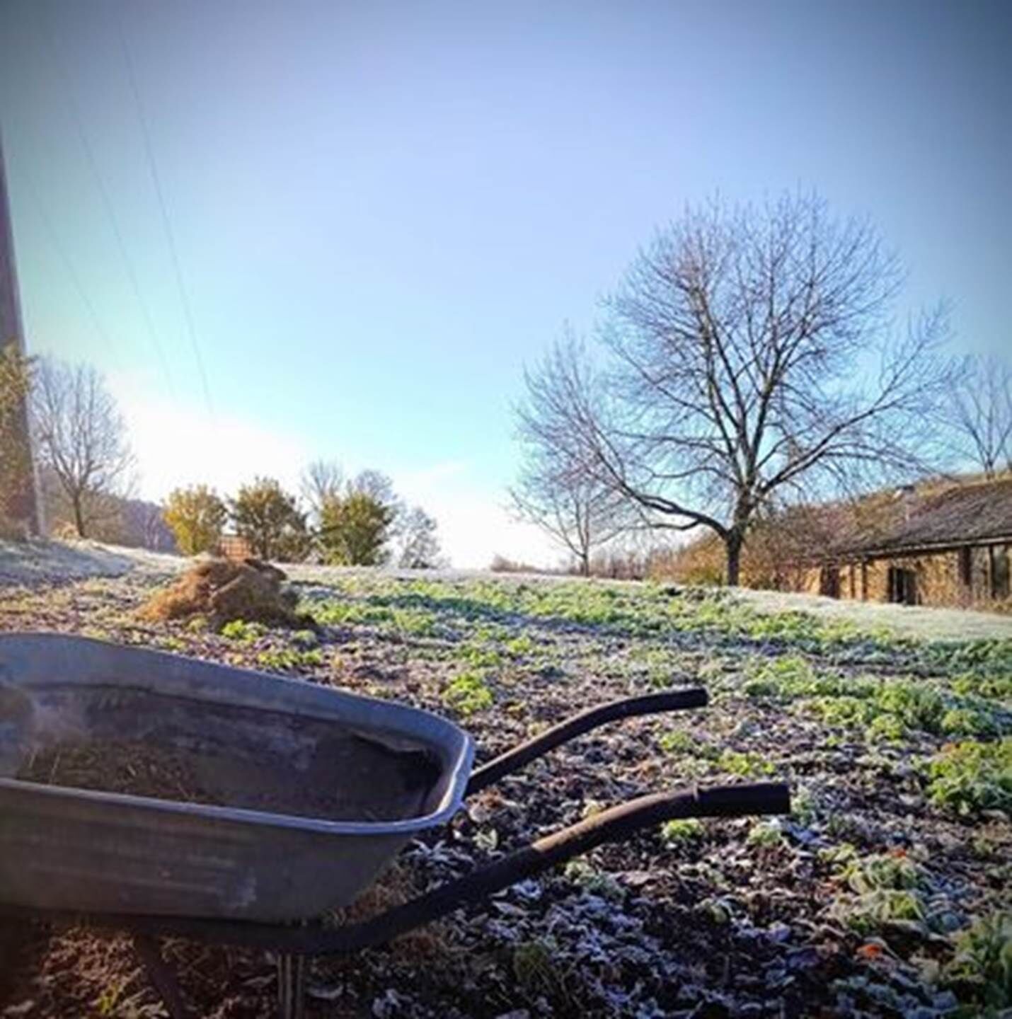 A wheelbarrow on a frosty ground with a building and leafless trees in the background.