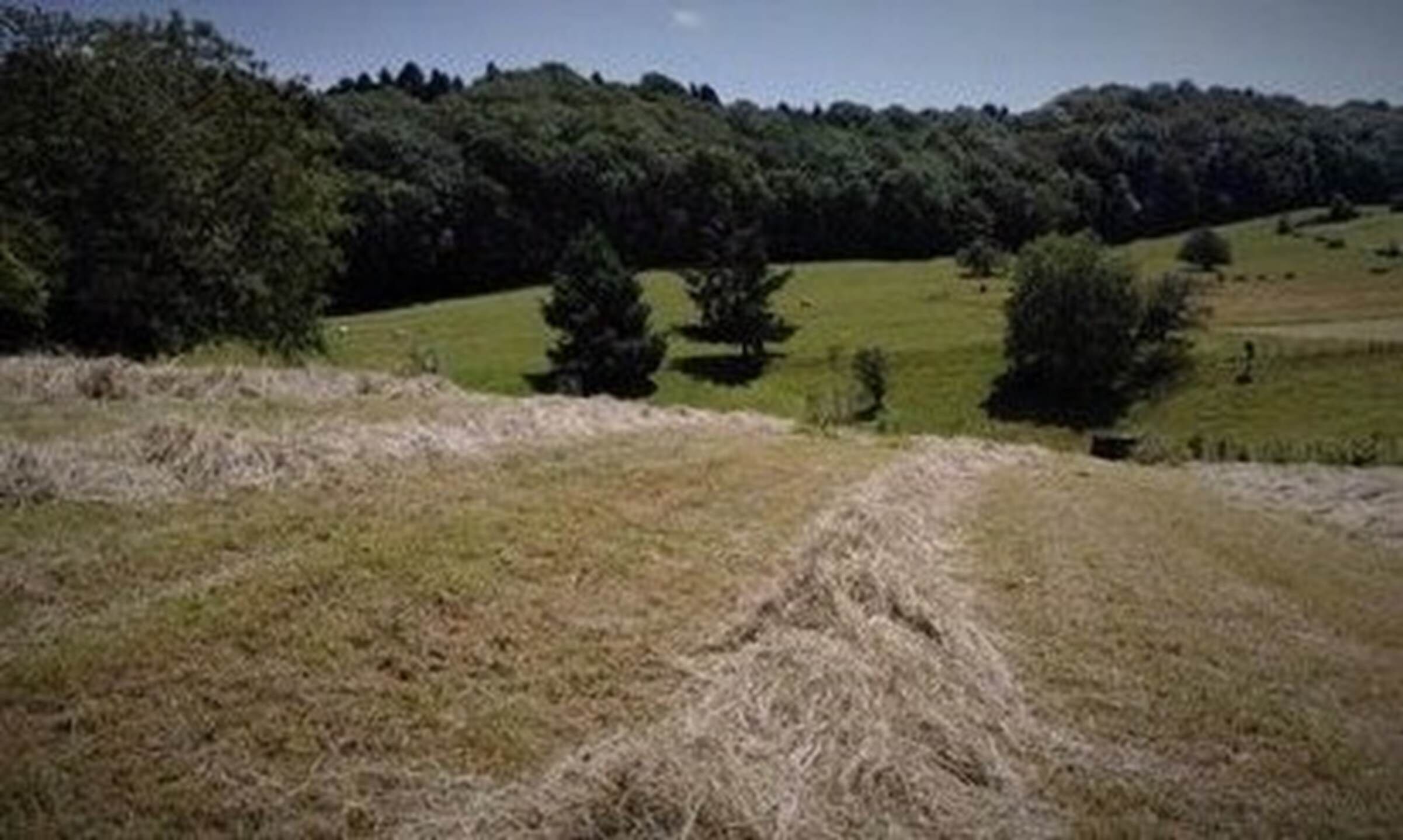 A rural landscape with a grassy field, trees, and a hill in the background.