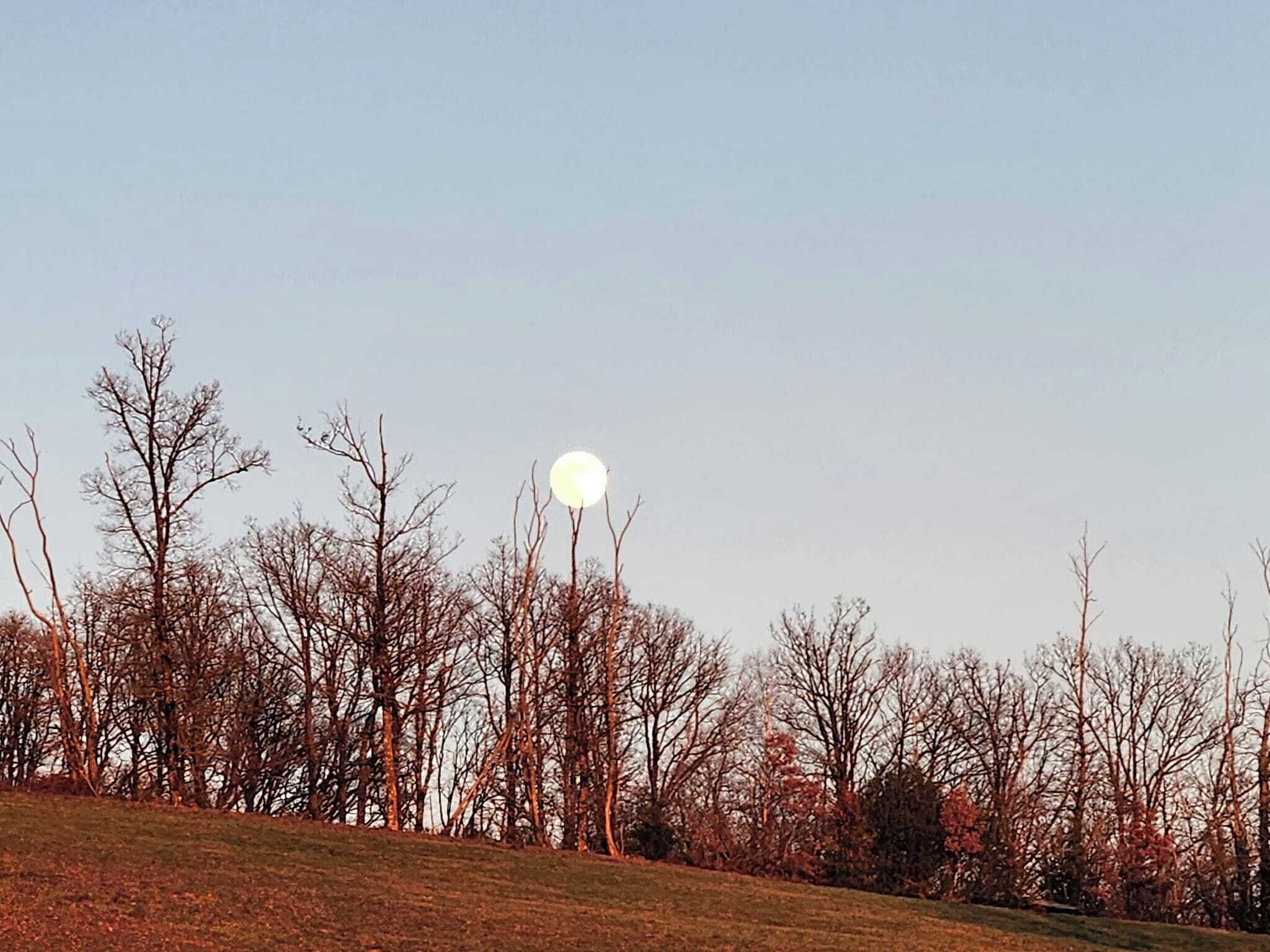 A landscape with a large moon in the sky, leafless trees, and a grassy hill.