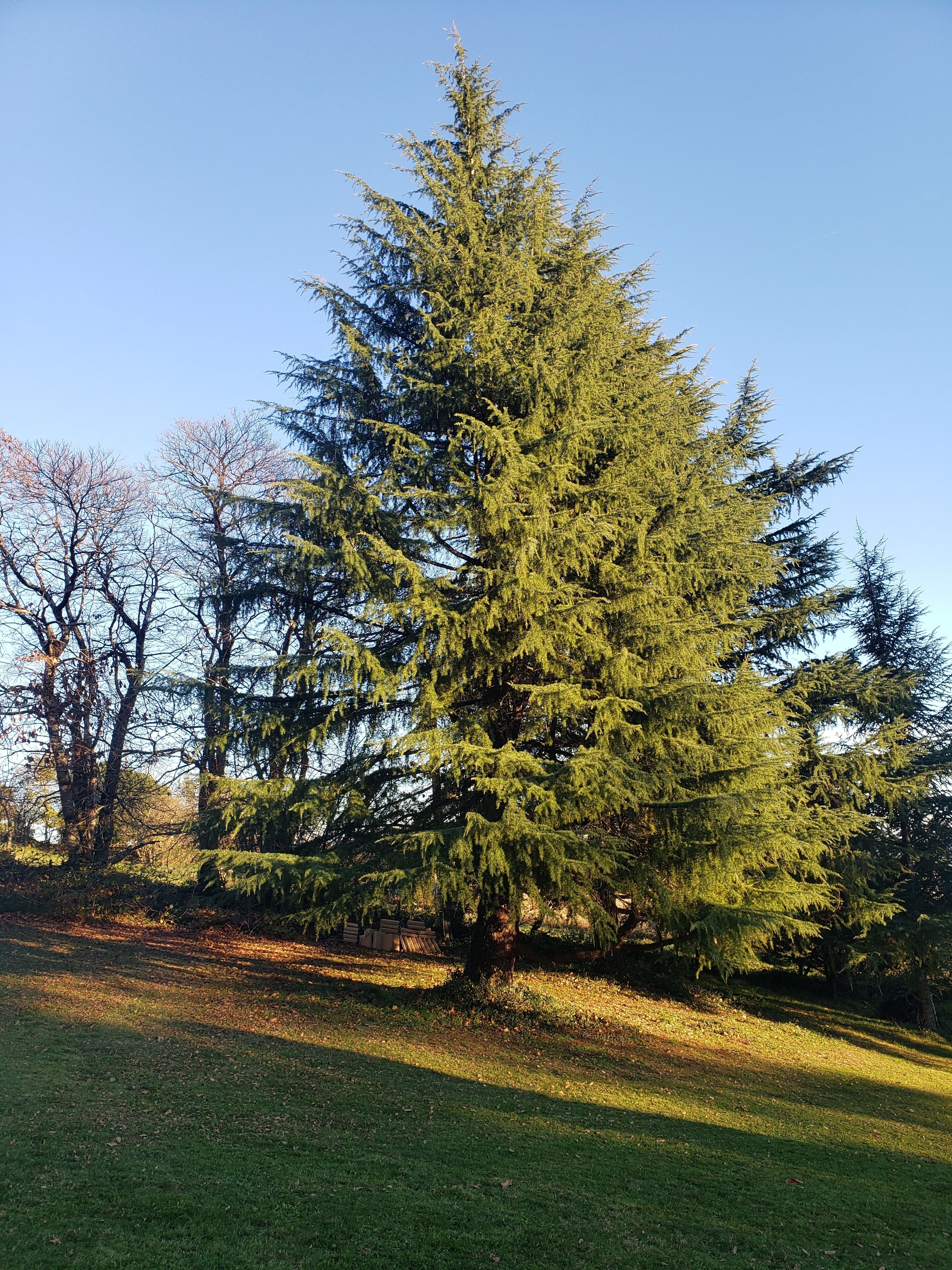 Un gran árbol de hoja perenne en un césped bajo un cielo despejado.