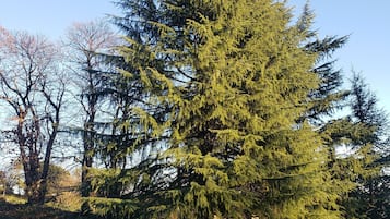 Un gran árbol de hoja perenne en un césped bajo un cielo despejado.