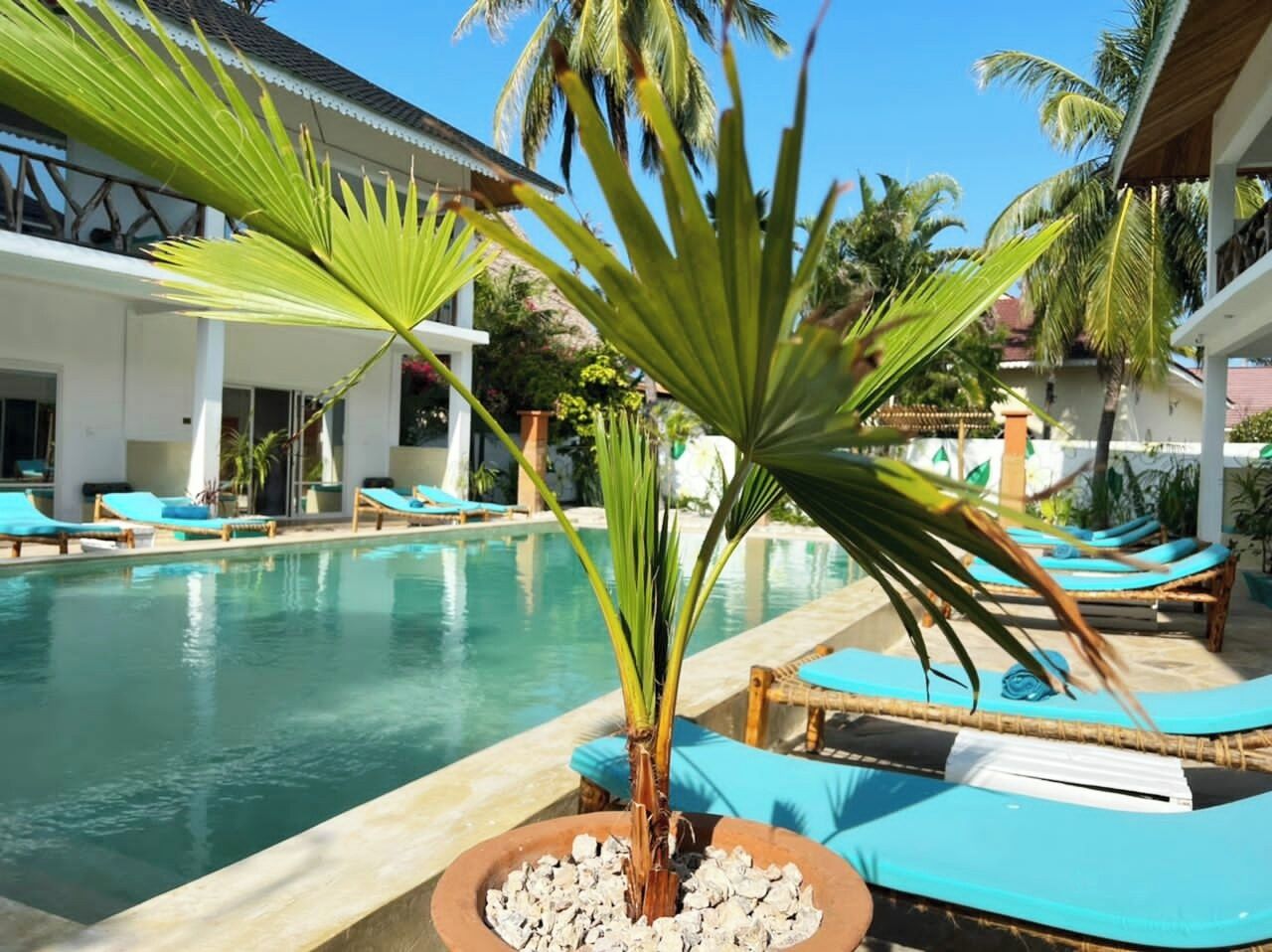 A poolside area with lounge chairs and a palm tree.
