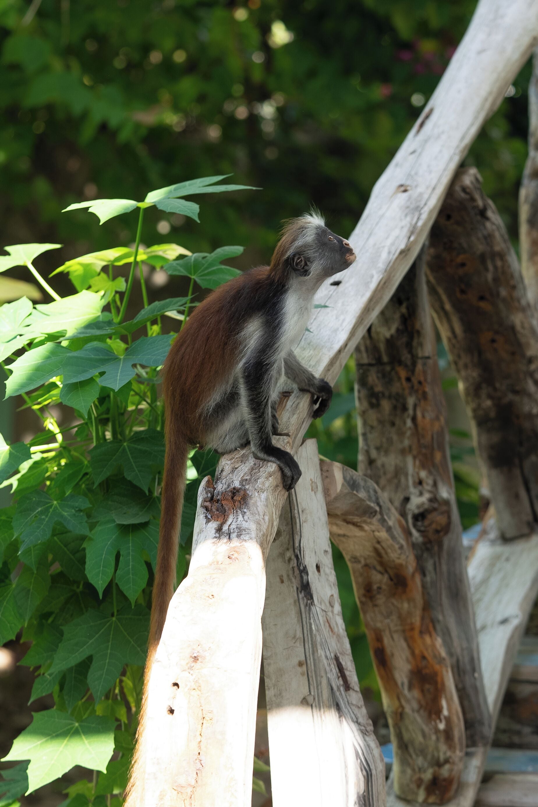A monkey perched on a wooden structure surrounded by green foliage.