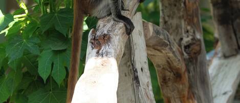 A monkey perched on a wooden structure surrounded by green foliage.