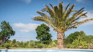 A clear swimming pool with a palm tree in the center, surrounded by lush greenery.