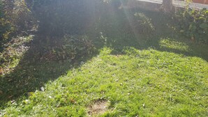 A grassy area with dense shrubbery and a white building in the background.