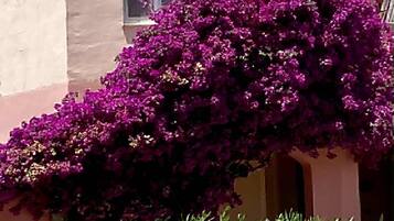 Un edificio con una finestra e un cespuglio di fiori viola davanti.