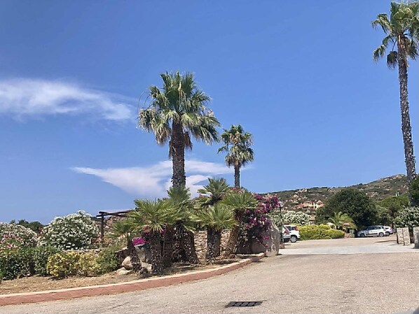 Une rue bordée de palmiers et de plantes fleuries, qui mène à une colline où se trouvent des bâtiments.