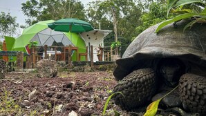 A tortoise on the ground with a green structure in the background.