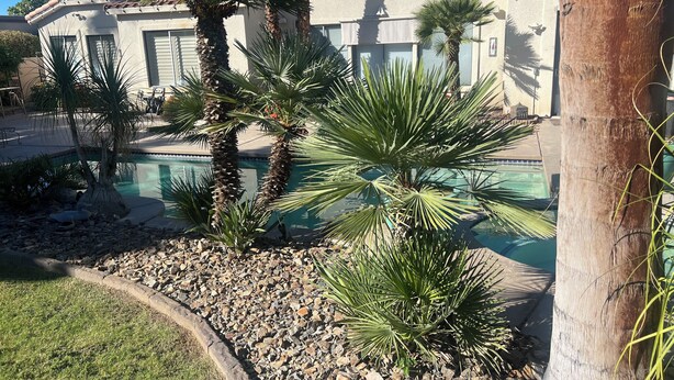 A pool area with palm trees, a building with a tiled roof, and a clear blue sky.