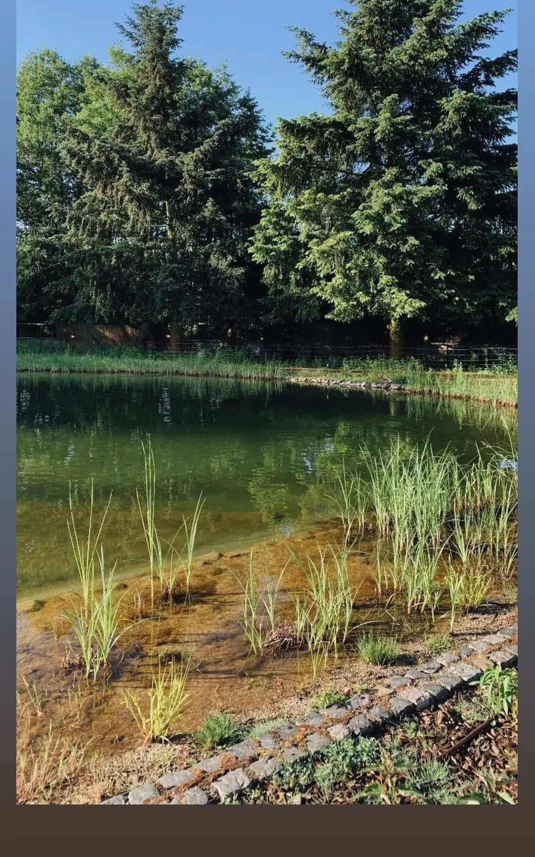 A natural landscape with a pond, trees, and grassy areas.