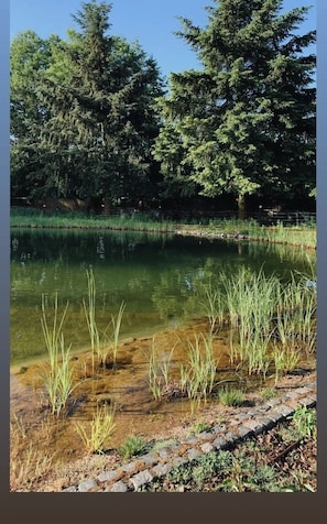 A natural landscape with a pond, trees, and grassy areas.