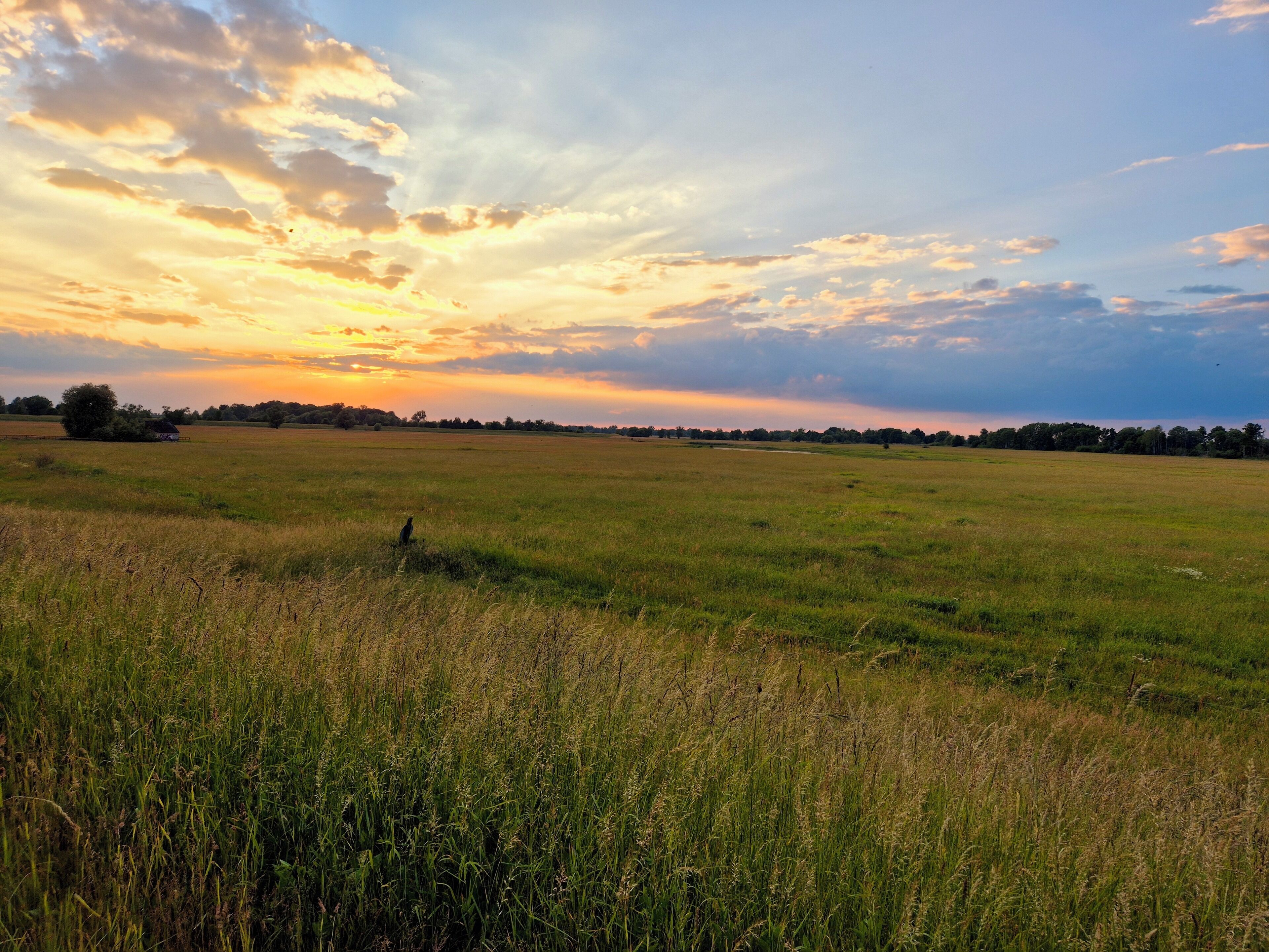 Een uitgestrekt veld met een verre boomrij en een heldere lucht.