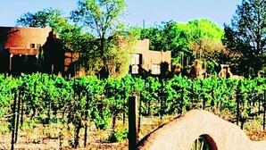 A vineyard with rows of grapevines, a rustic building, and a stone bridge with a circular window.