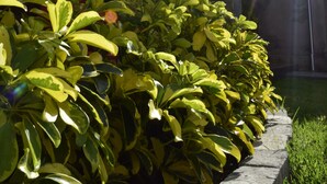 Un bâtiment moderne doté d’une façade en pierre et d’un jardin bien entretenu, où le feuillage arbore des nuances de jaune et de vert.