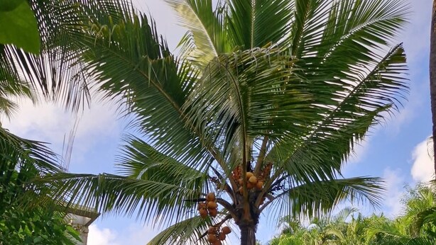 A pathway leading through a lush garden with a prominent palm tree and dense foliage. - Janki's hideout
Nature & Peaceful vibe – for people seeking relaxation and calm. (Palolem, south goa)