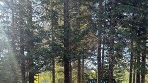 A rustic wooden cabin with a green roof, surrounded by tall pine trees. - One acre with a fire pit, kids play area, treehouse, zipline, pets welcome (Springville)