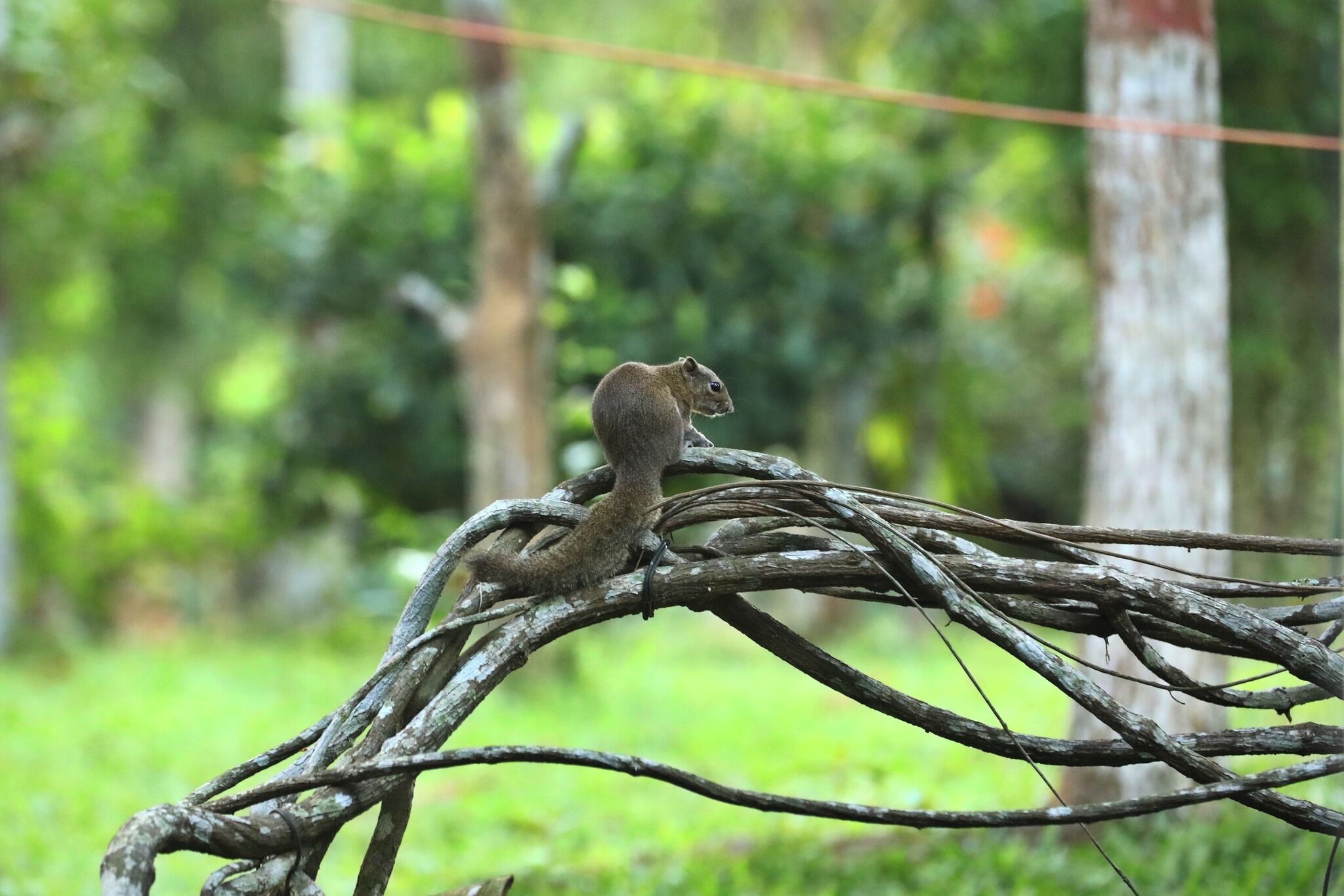 A squirrel perched on a tangled branch in a natural setting.