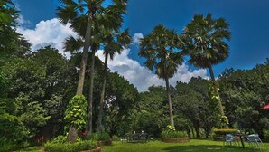 A lush garden with tall palm trees and a clear blue sky. - Chuti Resort Purbachal (Ulukhola)