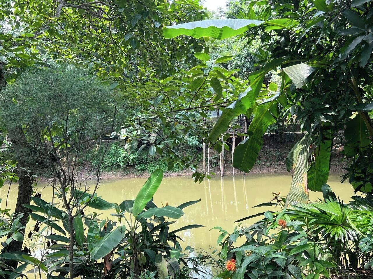 A natural setting with a body of water, surrounded by dense foliage and trees.