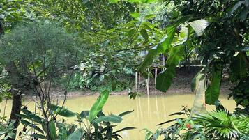 A natural setting with a body of water, surrounded by dense foliage and trees.