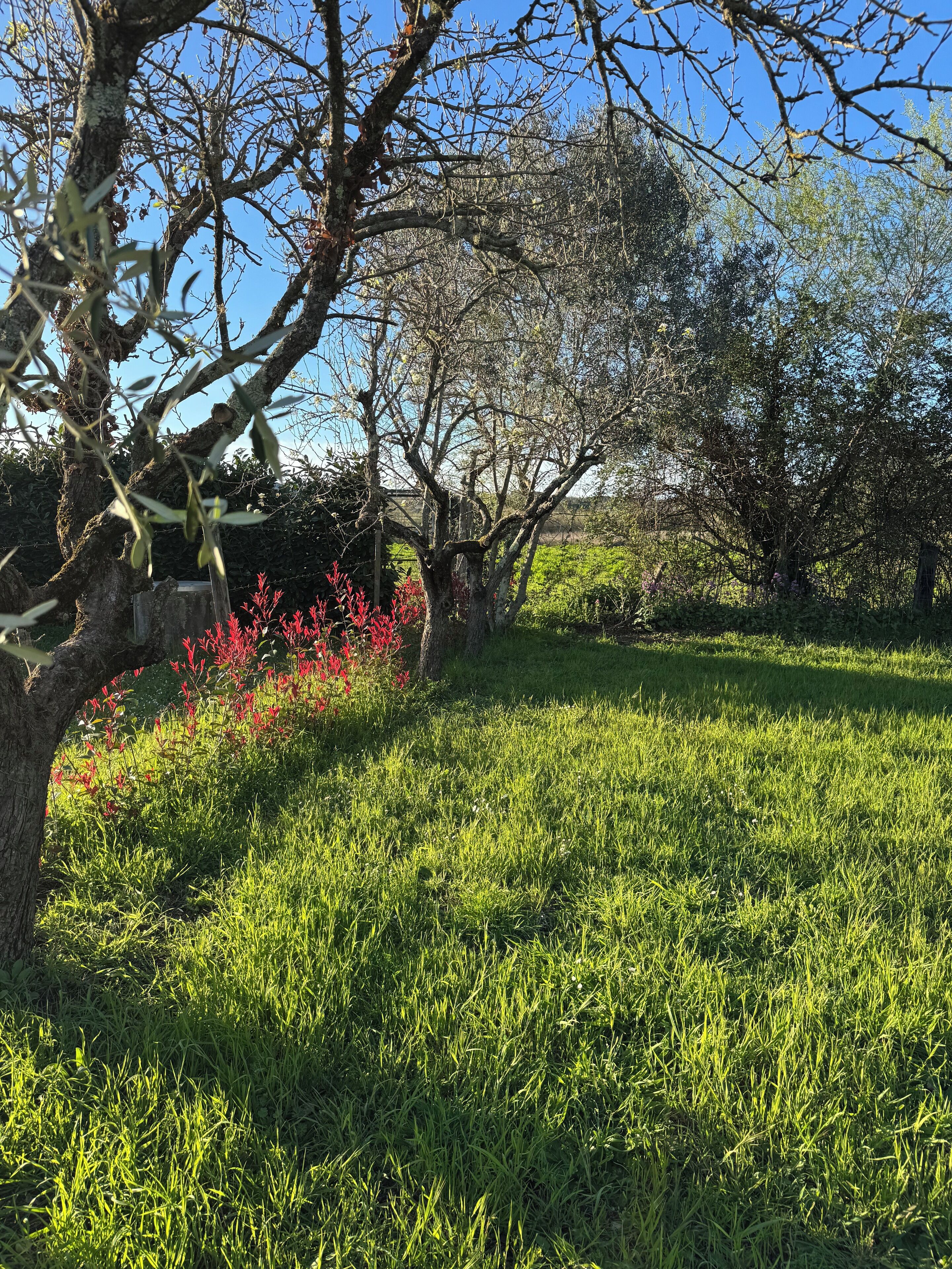 A grassy field with trees and a stone wall.