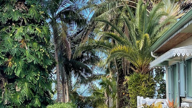 A lush garden with various tropical plants, including palm trees and a well-maintained hedge. - Authentic Creole Room in Les Avirons (Les Avirons)