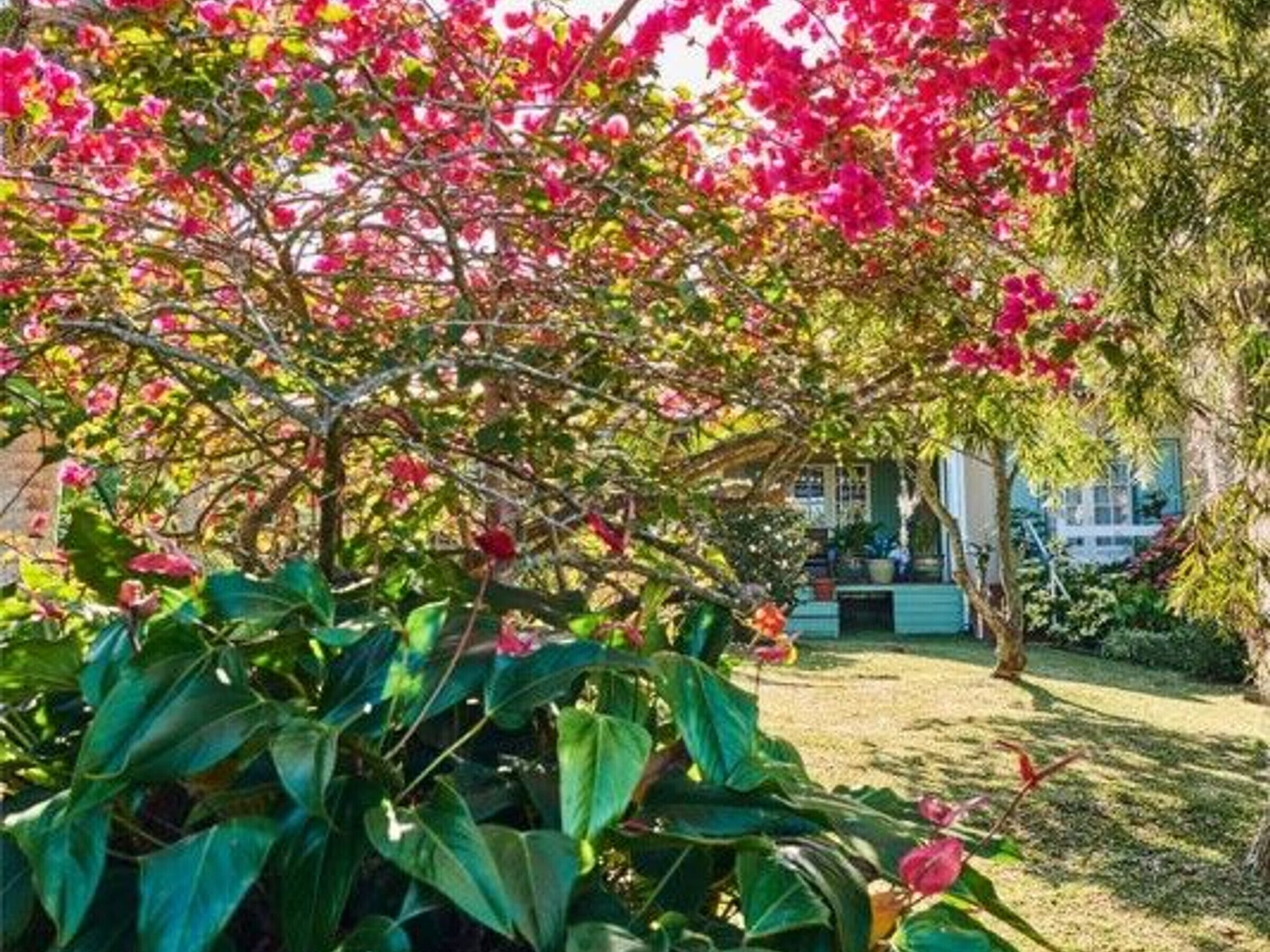 Un jardín con follaje verde exuberante y flores rosas vibrantes, un camino que lleva a un edificio, y un cielo despejado.