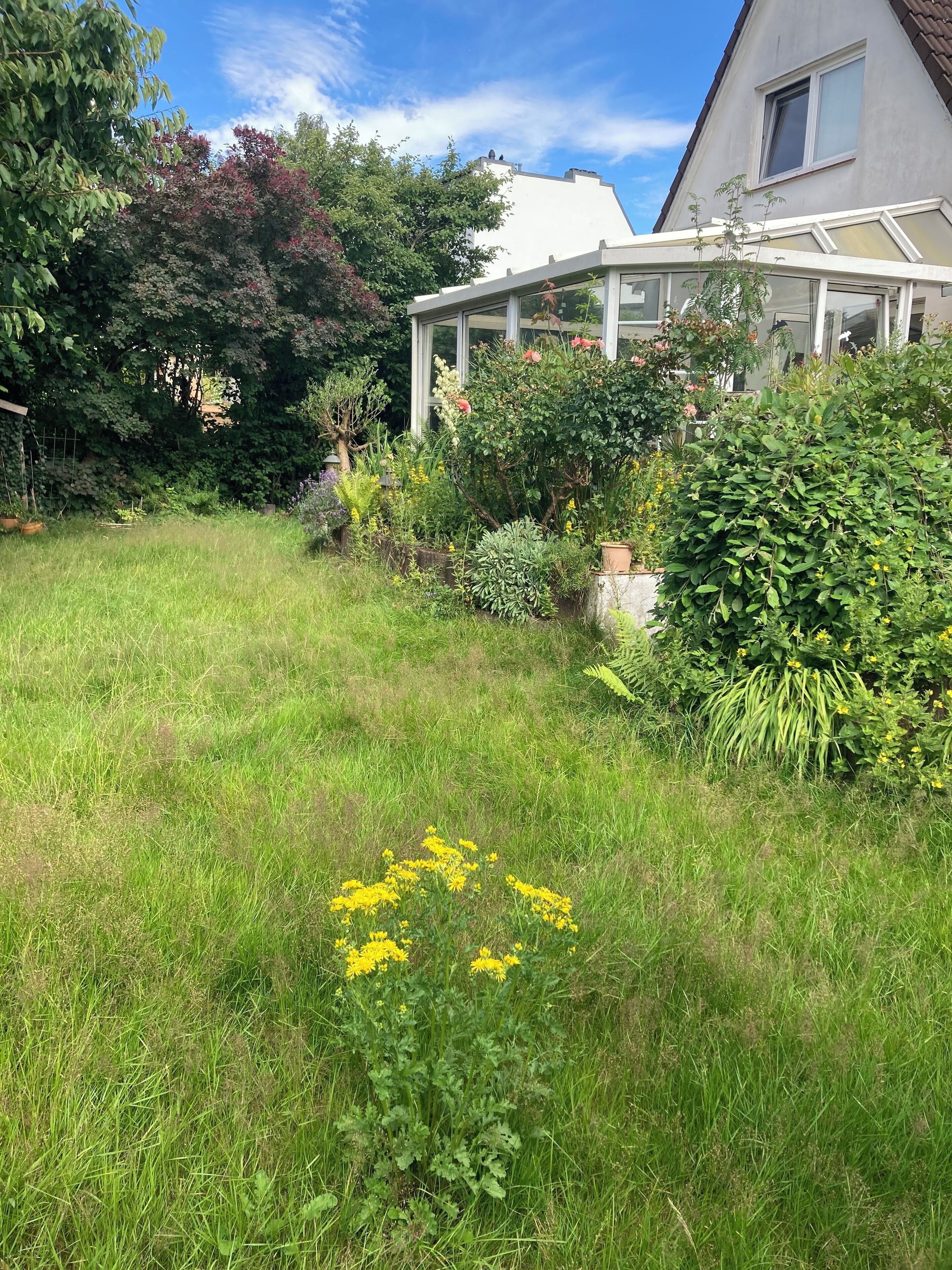 A garden with a variety of plants and flowers, a white house with a glass conservatory, and a clear blue sky.