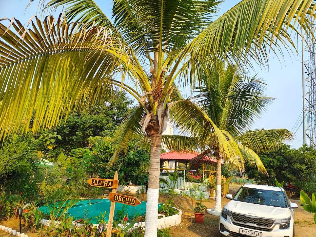 A white car parked near a palm tree with signs indicating 'ALPHA' and 'ORCHID'.