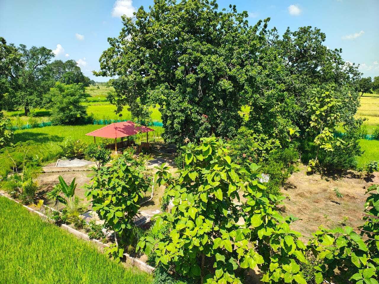 A lush green landscape with a red-roofed structure surrounded by dense foliage.