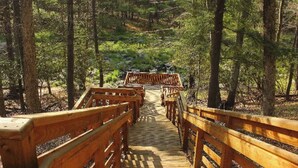 A wooden boardwalk through a forest.