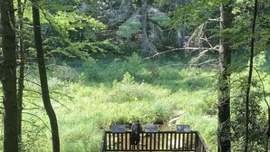 A wooden boardwalk leading through a forested area with benches and signs.